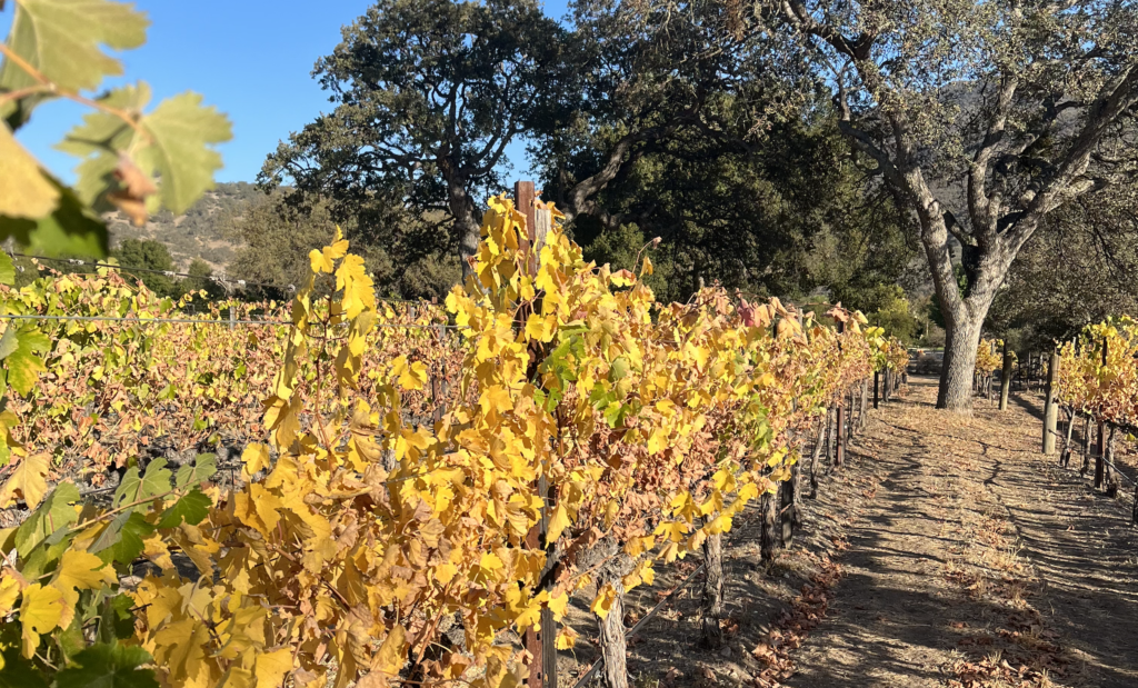 Fall at the vineyard