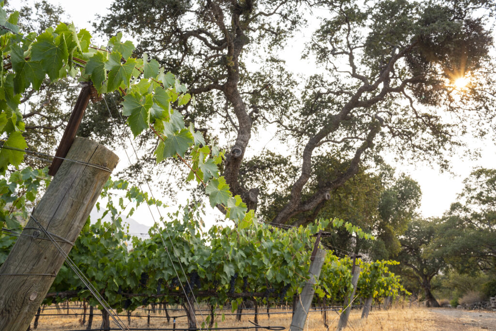 summer in the vineyard at Mesa Del Sol