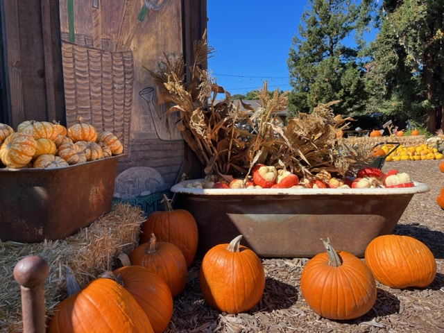 Pumpkins from Earthbound Farms