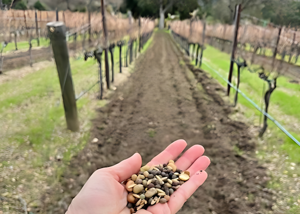 MDS winter cover crop