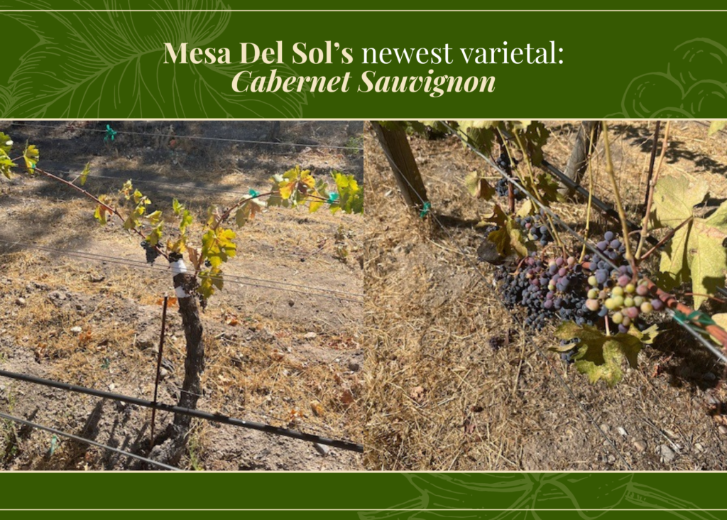 MDS New Varietal_Cabrnet Sauvignon