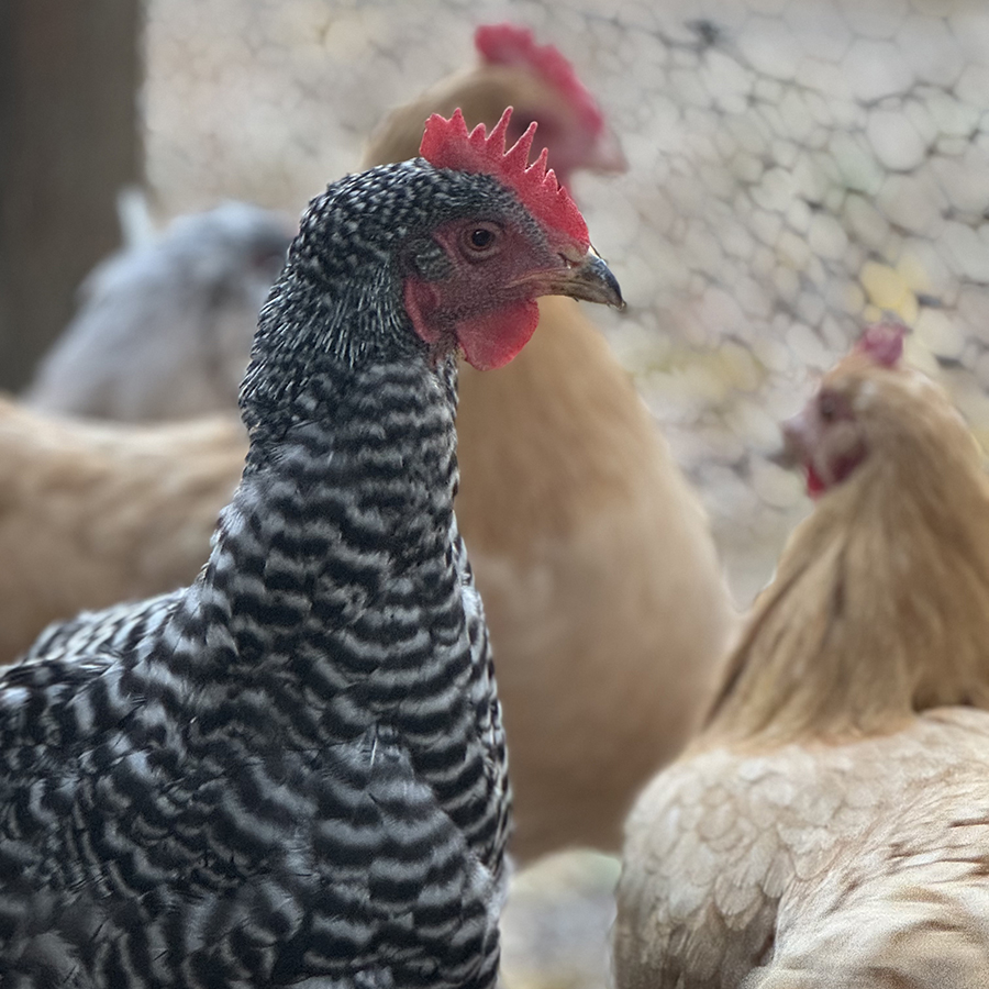 Chicken